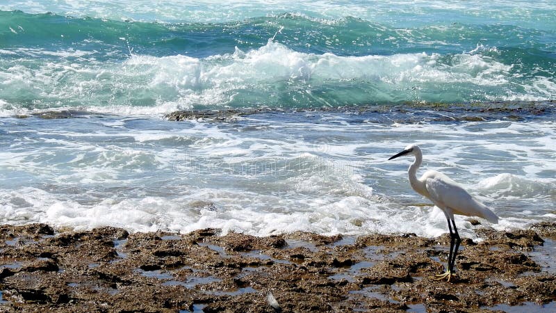 Sea bird in summer royalty free stock photo Sea bird in summer royalty free stock photo