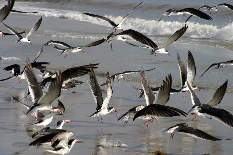 Sea birds