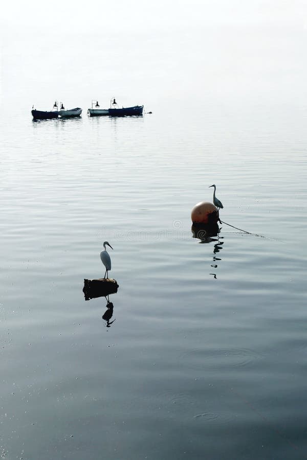 Sea, birds, boats