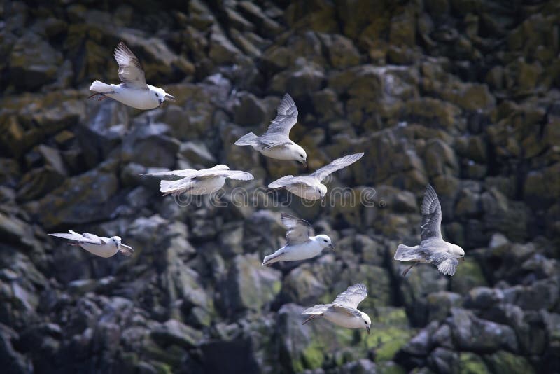 Sea birds in flight over the rocks