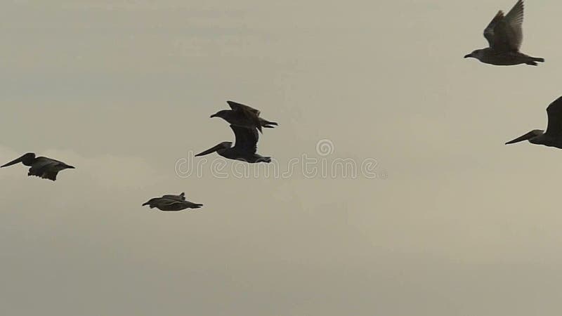 Sea Birds Flying Over the Ocean in Slow Motion