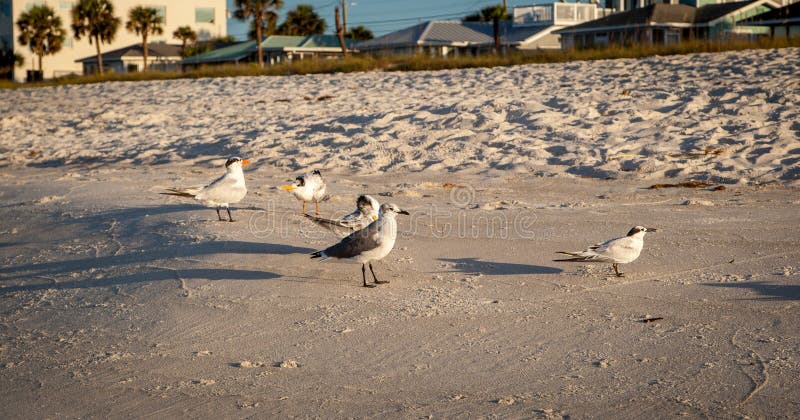 Seagulls on a sandy beach gathering for an early morning meal. Seagulls on a sandy beach gathering for an early morning meal.