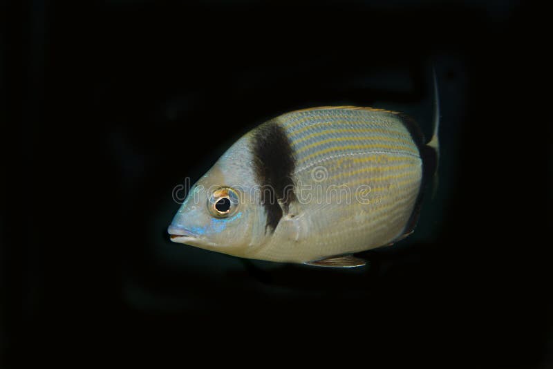 Sea Bream Underwater with Black Background Stock Image - Image of coast