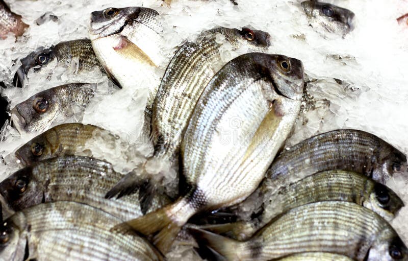 Sea Bream Fishes stock photo. Image of health, fish, bream - 25573208