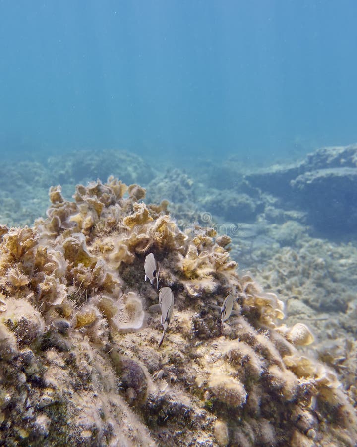 Sea Breams on a Mediterranean Reef Stock Photo Image of shoal, nature
