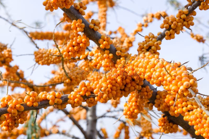 Sea-buckthorn