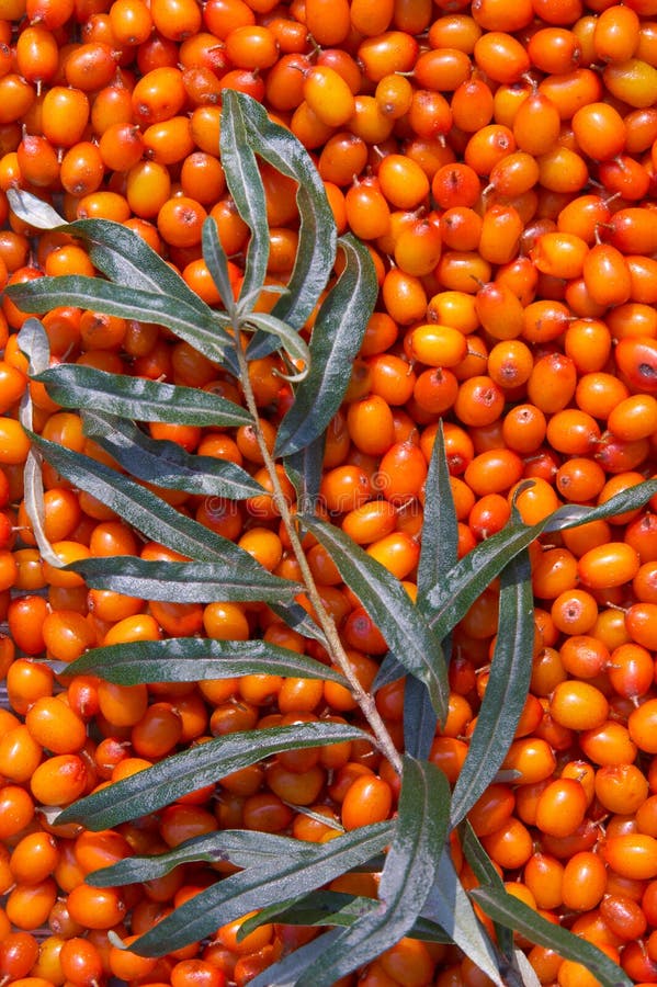 Sea-buckthorn