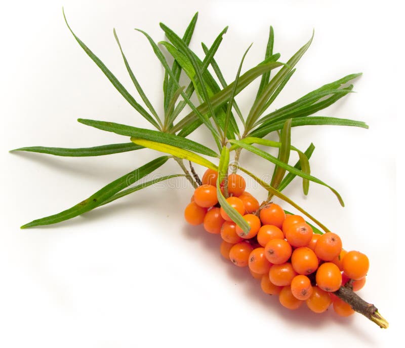 Sea-buckthorn berries stock images Sea-buckthorn berries stock images