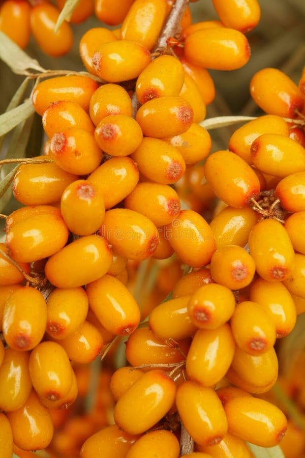 Sea-buckthorn berries