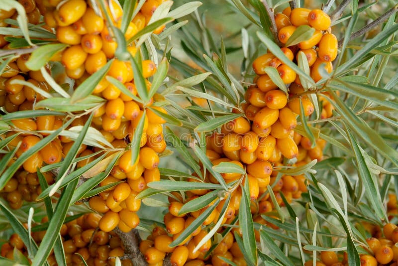 Sea-buckthorn berries