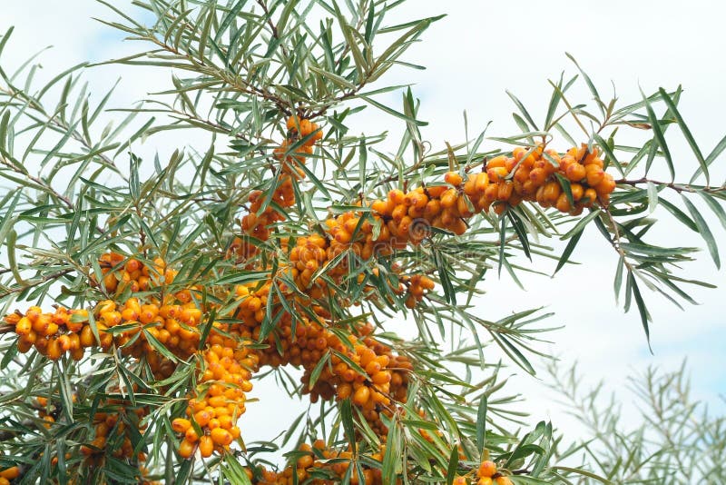 Sea-buckthorn berries