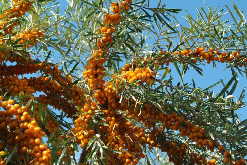 Sea-buckthorn berries