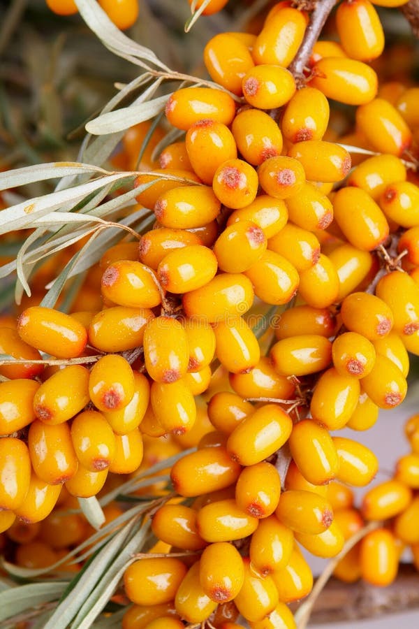 Sea-buckthorn berries