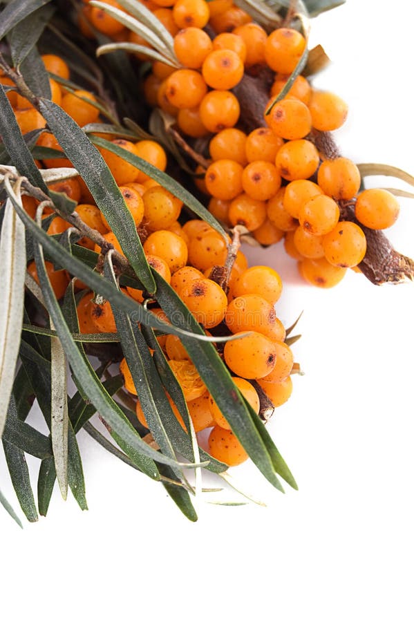 Sea buckthorn branch