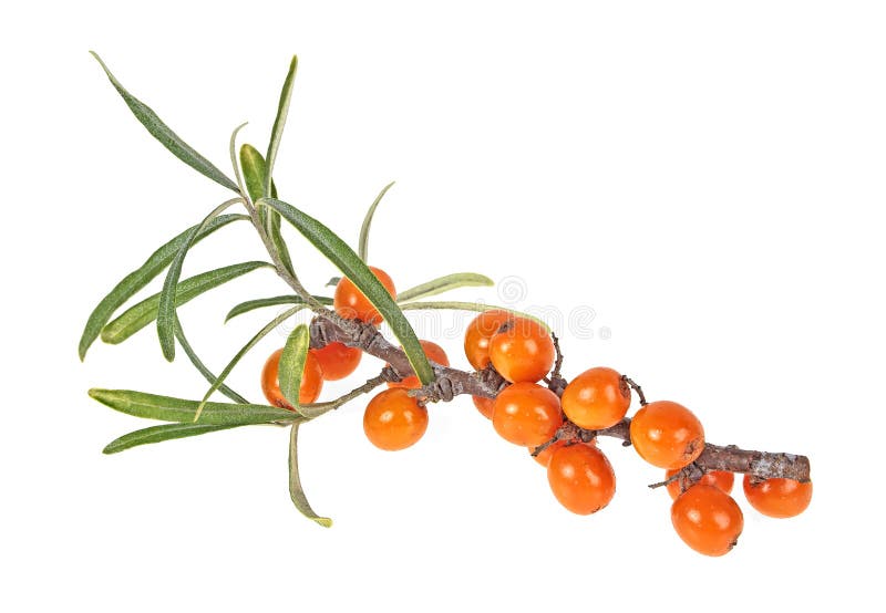 Sea buckthorn branch with berries isolated on white background. Hippophae rhamnoides