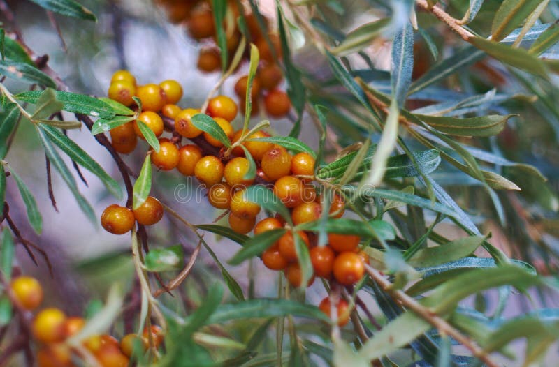 Sea-buckthorn