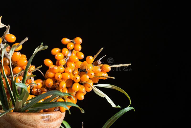 Sea-buckthorn