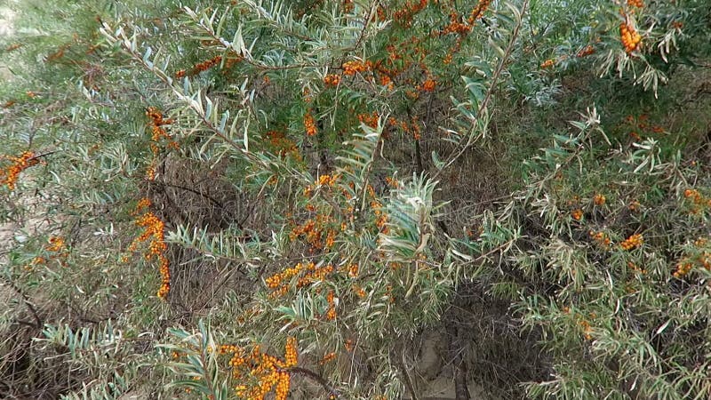 Sea-buckthorn bushes with fruits on shore of baltic sea at cape arkona on rugen isle. (Germany).