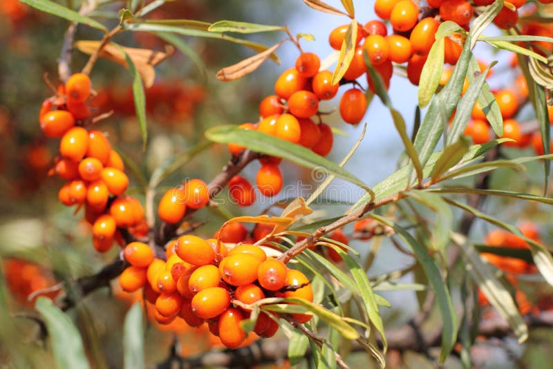 Sea-buckthorn stock image Sea-buckthorn stock image