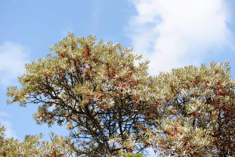 Sea-buckthorn (Hippophae rhamnoides)