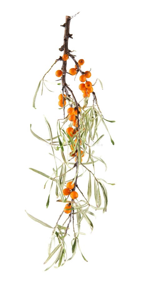 Sea buckthorn isolated on white background royalty free stock images Sea buckthorn isolated on white background royalty free stock images