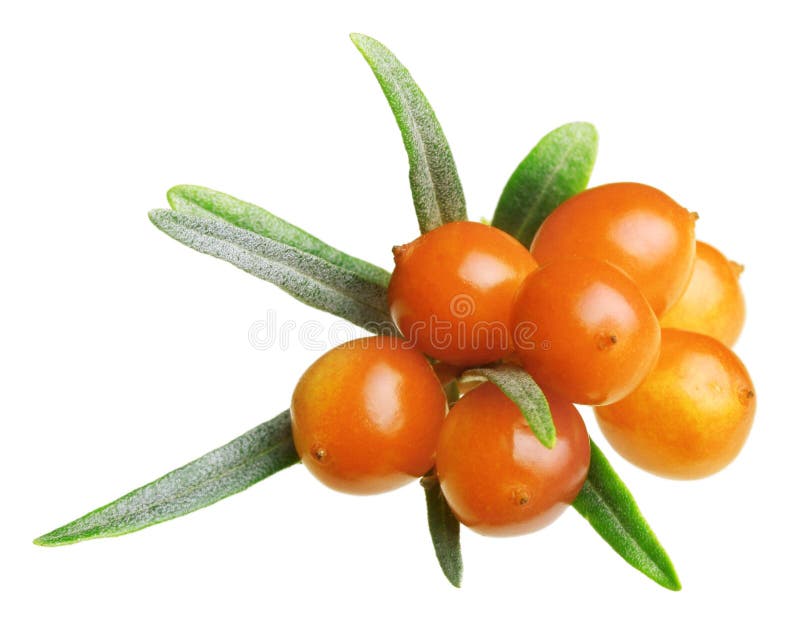 Sea buckthorn isolated