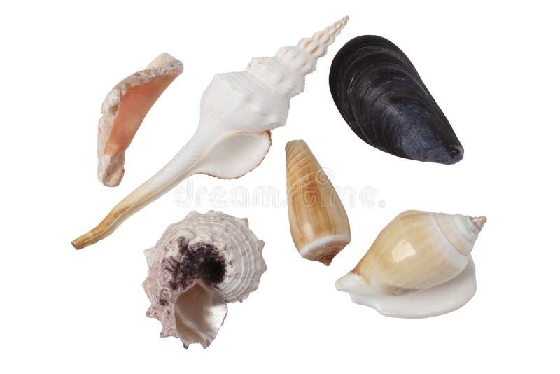 151,826 Clam Shell Royalty-Free Photos and Stock Images