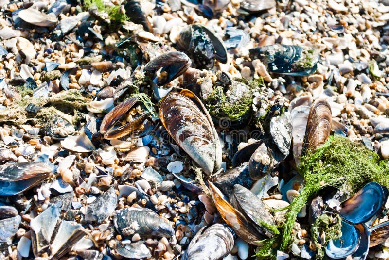 Sea Clams Picture. Image 15728176