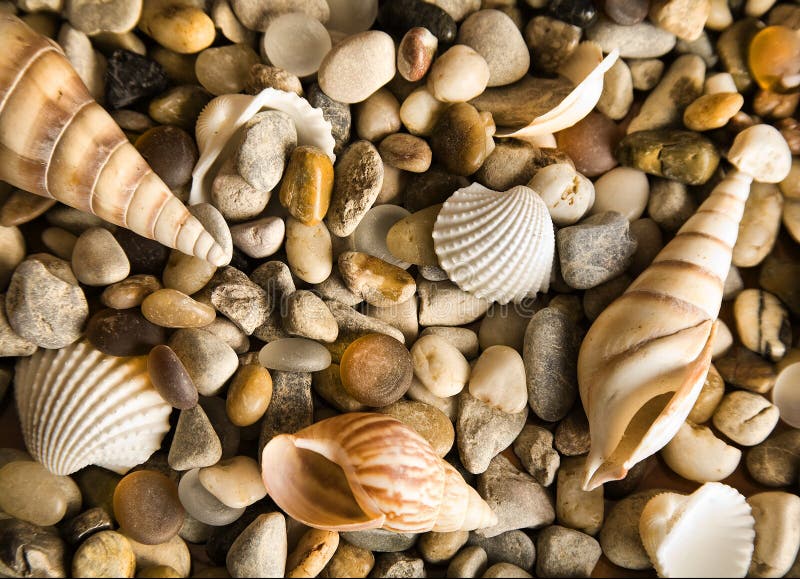 Sea cockleshells