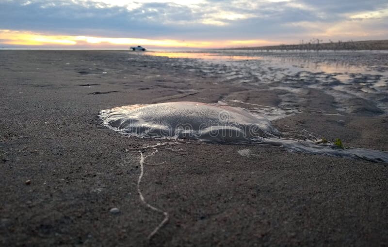 Low tide has revealed a jelly fish that had washed up on the beach