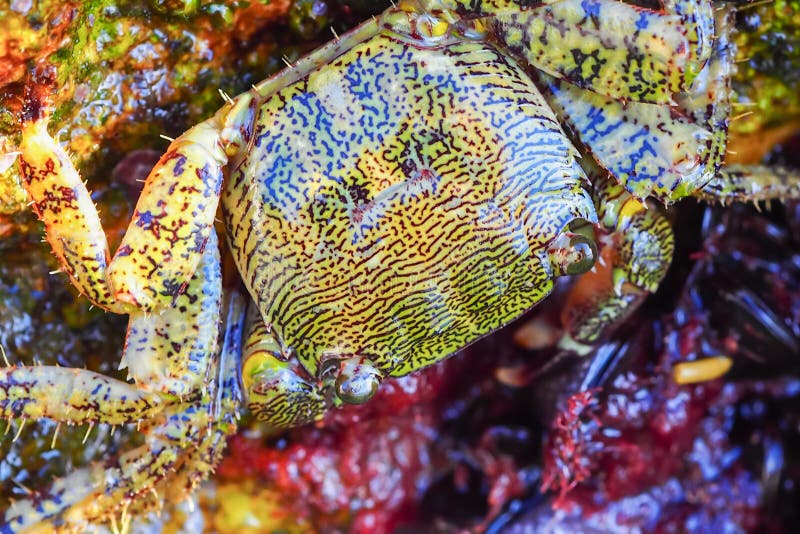 Sea Crab Closeup Eating Seaweed Stock Photo Image of black, crab