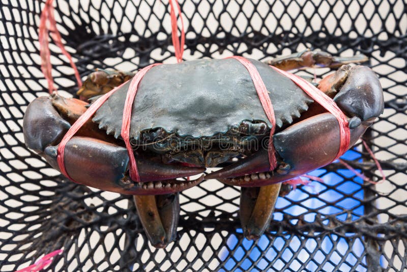 https://thumbs.dreamstime.com/b/sea-crabs-tied-plastic-ropes-basket-motorbike-sea-crabs-tied-plastic-ropes-basket-106189792.jpg