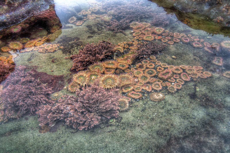 Sea Creature in Tidal Pool