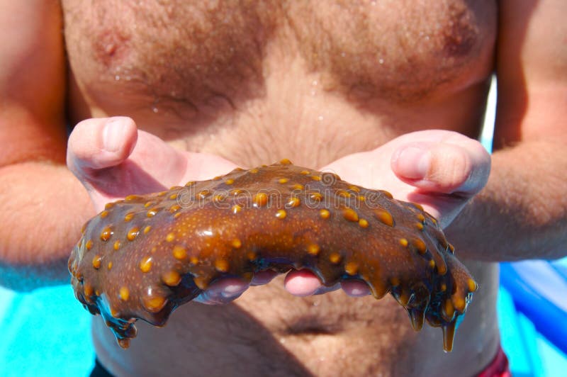 Sea cucumber