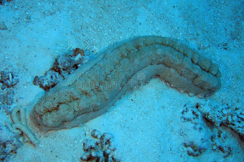 Sea cucumber