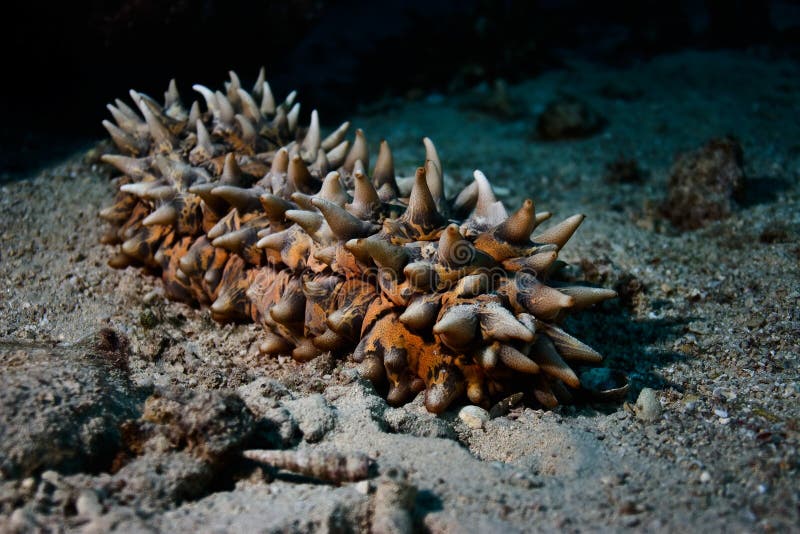 Sea cucumber