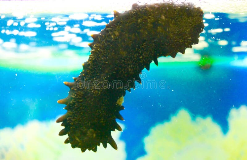 Sea Cucumbers (echinoderms) for Sale at Fish Market, South Korea Stock