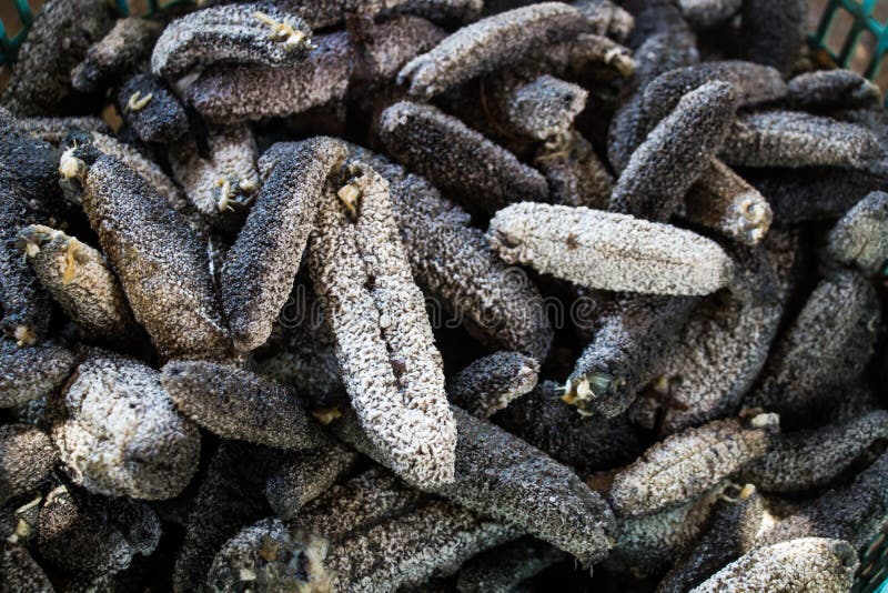 153 Dry Sea Cucumber Stock Photos Free & RoyaltyFree Stock Photos