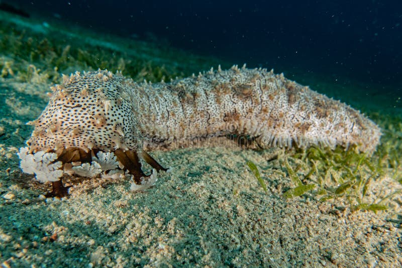 Sea Cucumber in the Red Sea Stock Photo - Image of reef, snorkeling ...