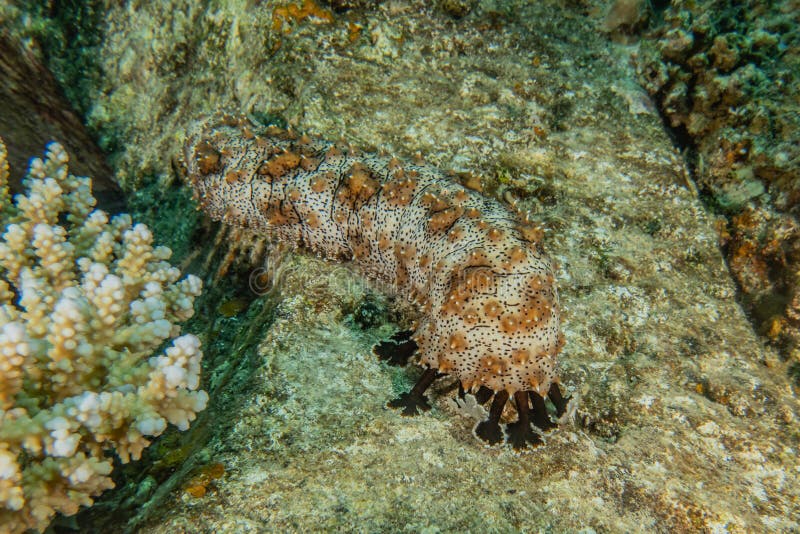 Sea Cucumber in the Red Sea Stock Photo - Image of deep, great: 146811018