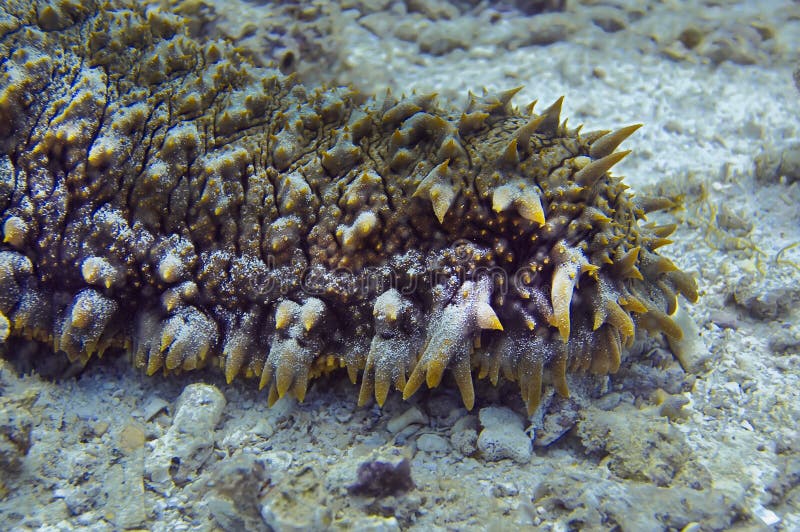 Sea Cucumber On The Sand Bottom Of The Red Sea Stock Image - Image of ...
