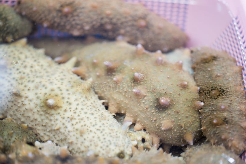 Sea Cucumbers (echinoderms) for Sale at Fish Market, South Korea Stock ...