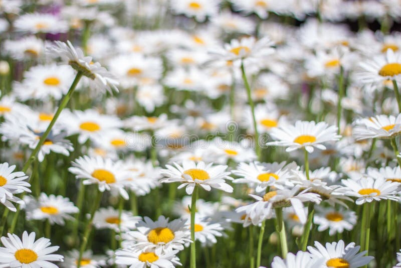Sea of Daisy stock photo. Image of bright, bellis, beautiful 42446136