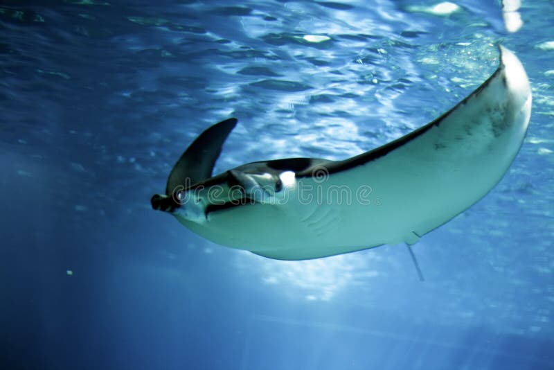 Un raggio di nuoto in acqua.