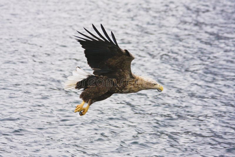 Sea eagle