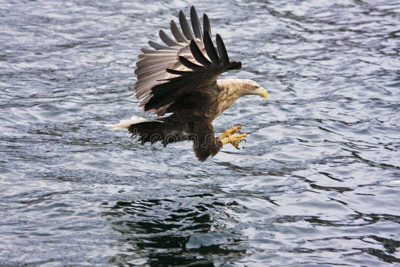 Sea eagle