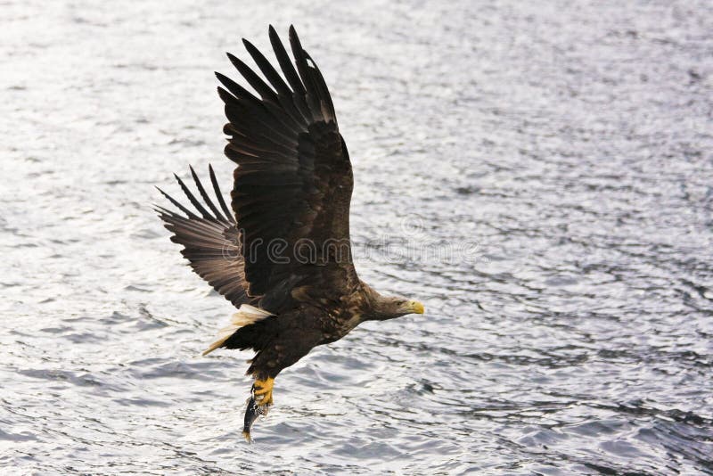 Sea eagle