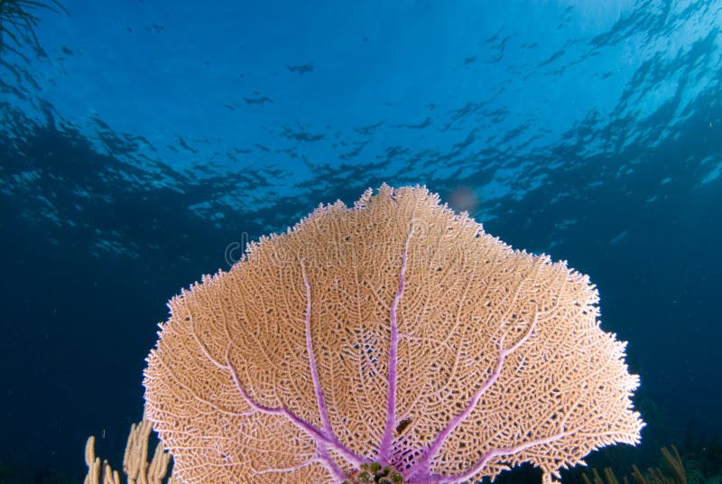 Sea Fan 2 stock photography
