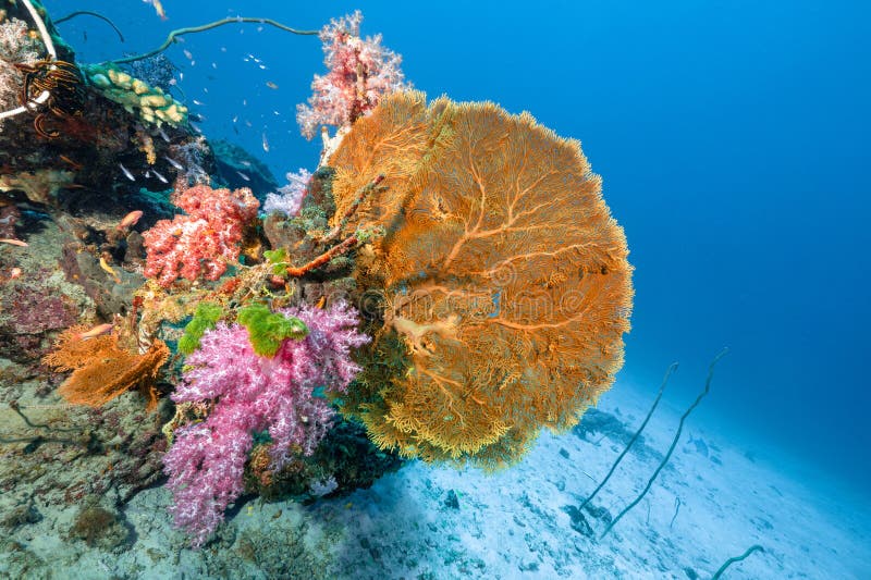 sea-fan-with-colorful-soft-coral-reef-in-thailand-stock-photo-image