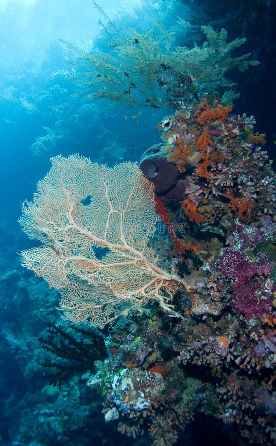 Sea Fan and coral royalty free stock images